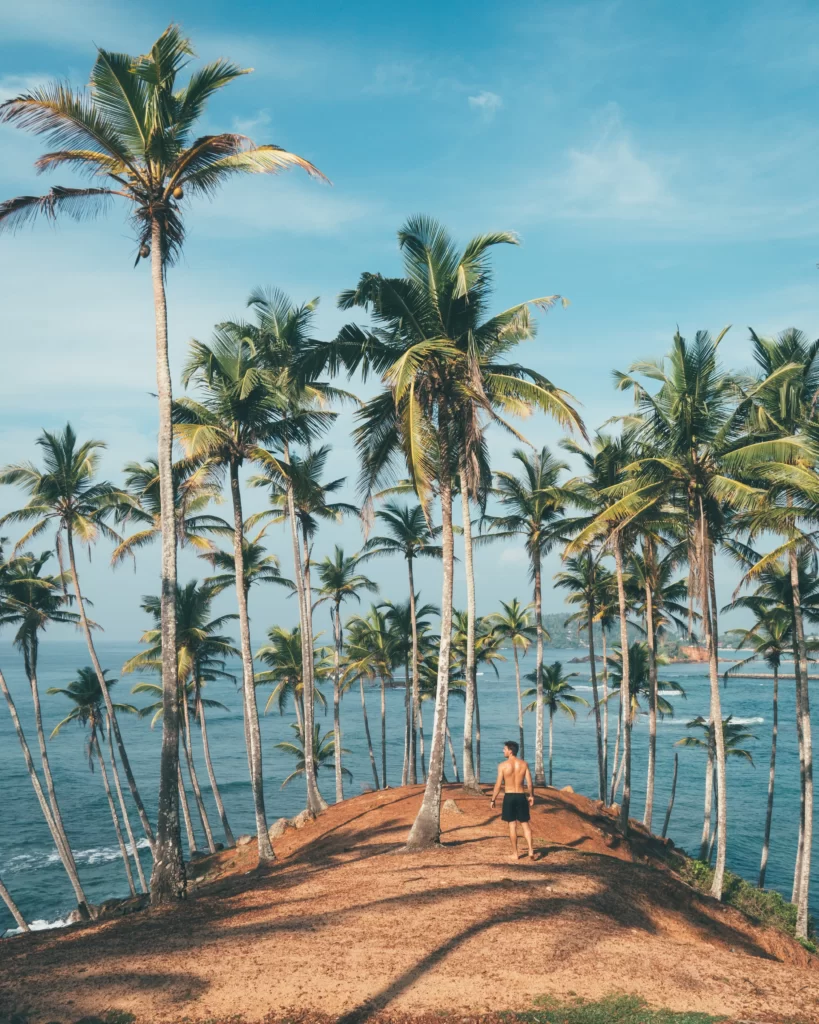 coconut trees